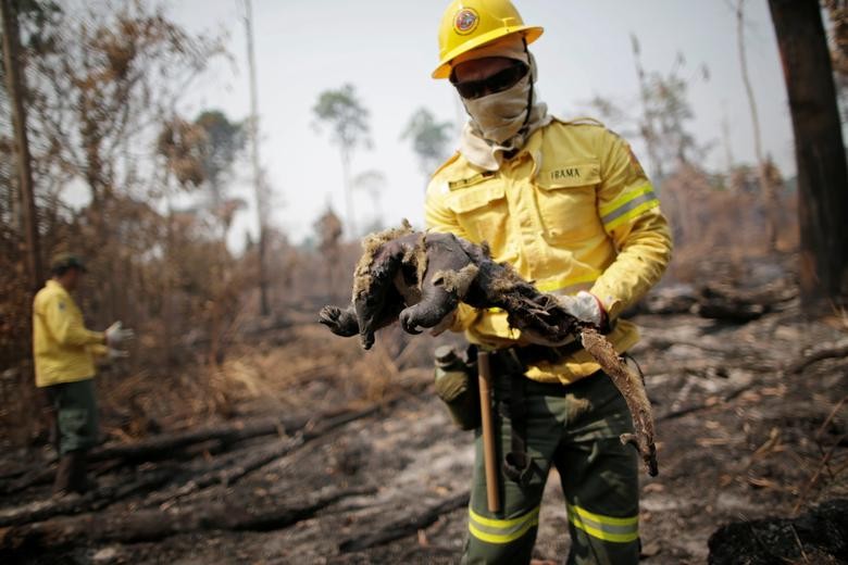 A Brazilian Institute for the Environment and Renewable Natural Resources (IBAMA) fire brigade member holds a dead anteater while attempting to control hot points in a tract of the Amazon jungle near Apui, Amazonas State, Brazil. REUTERS/Ueslei Marcelino